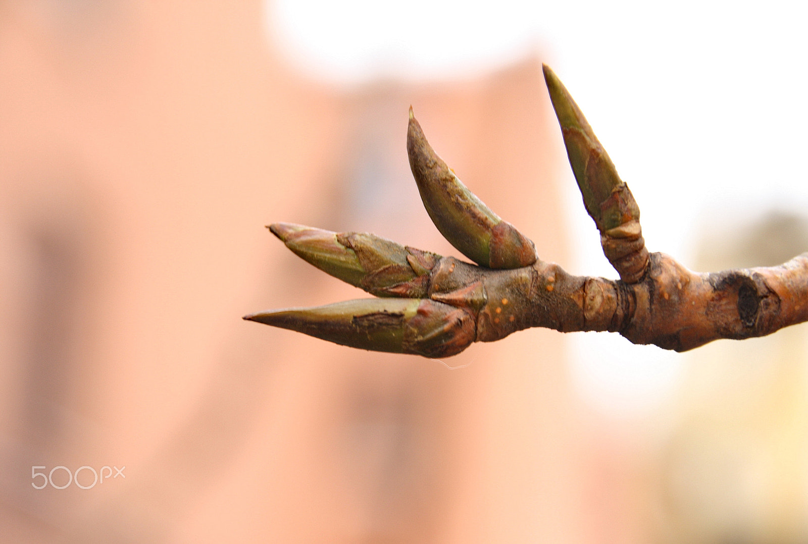 Canon EOS 1000D (EOS Digital Rebel XS / EOS Kiss F) sample photo. Tree claws photography