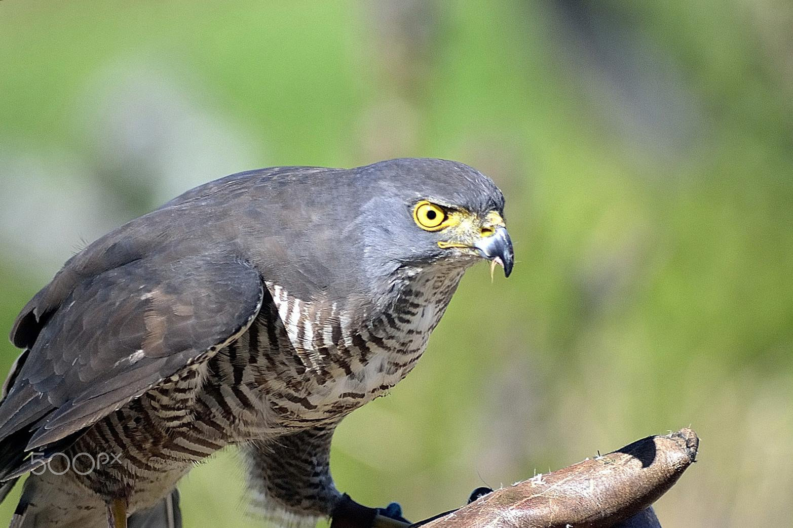Sigma 70-300mm F4-5.6 APO DG Macro sample photo. Falcon photography