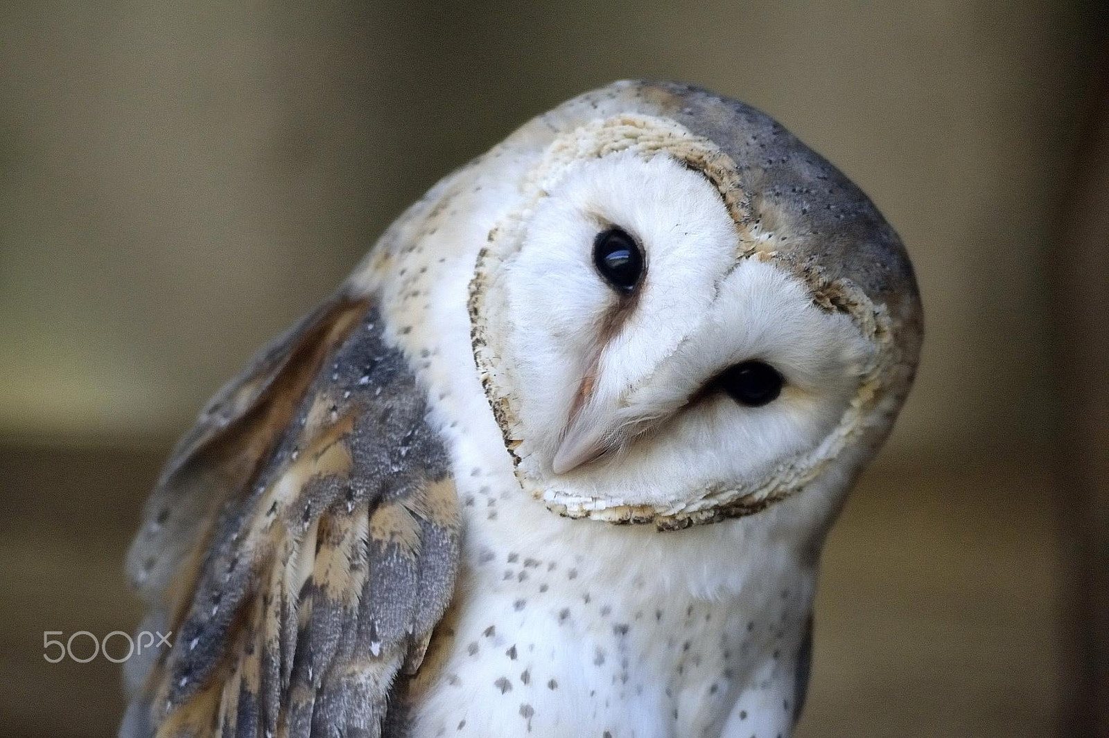 Sigma 70-300mm F4-5.6 APO DG Macro sample photo. Owl photography