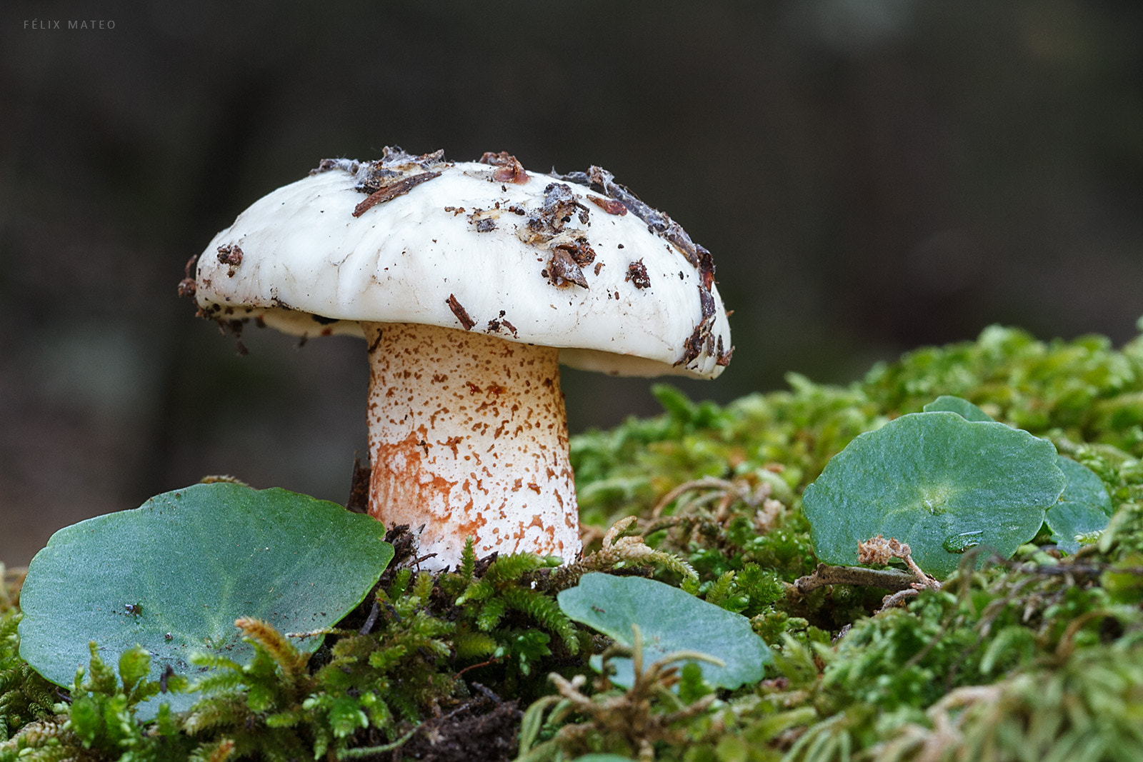 Canon EOS 7D + Tamron SP AF 90mm F2.8 Di Macro sample photo. Suillus bellinii photography