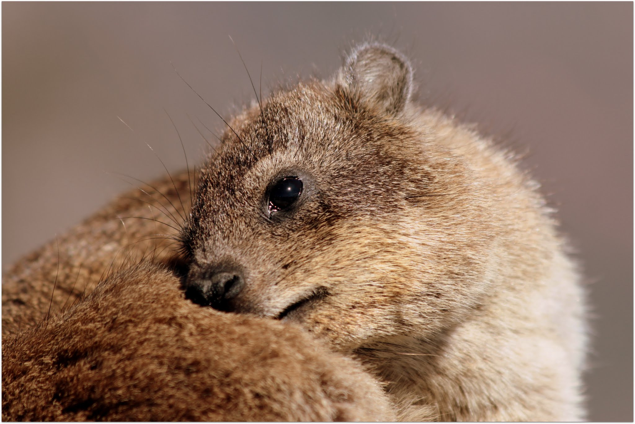 Canon EF 70-300mm F4-5.6 IS USM sample photo. Dassie rat -table mountain-cape town photography
