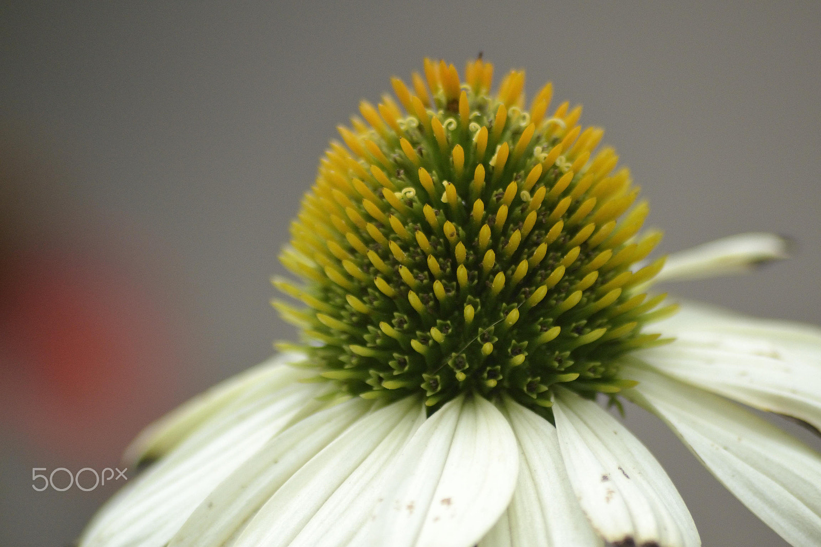 Sigma 70-300mm F4-5.6 APO DG Macro sample photo. Flowers photography