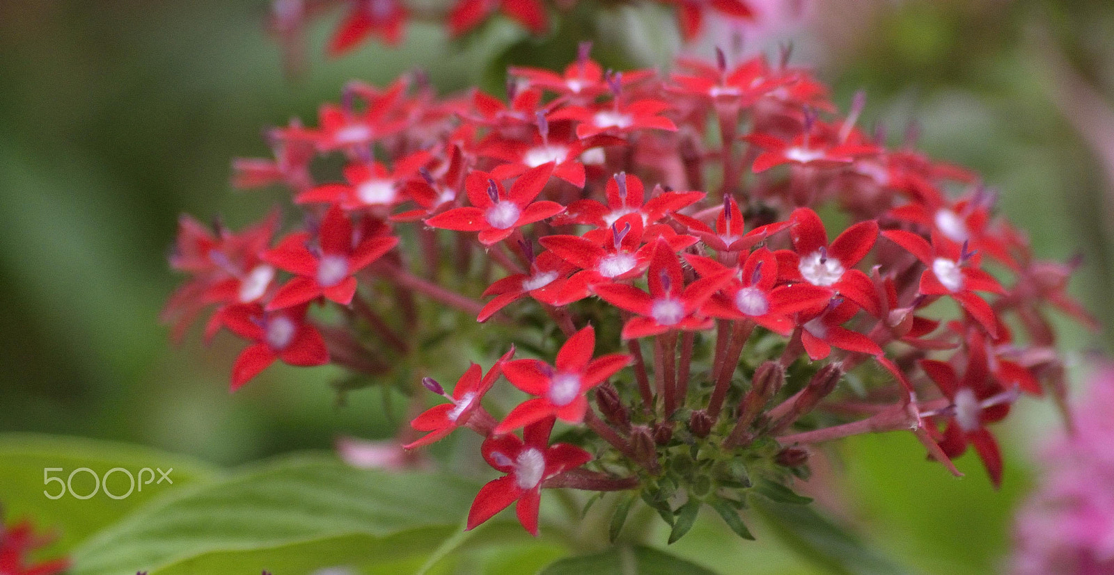 Sigma 70-300mm F4-5.6 APO DG Macro sample photo. Flowers photography