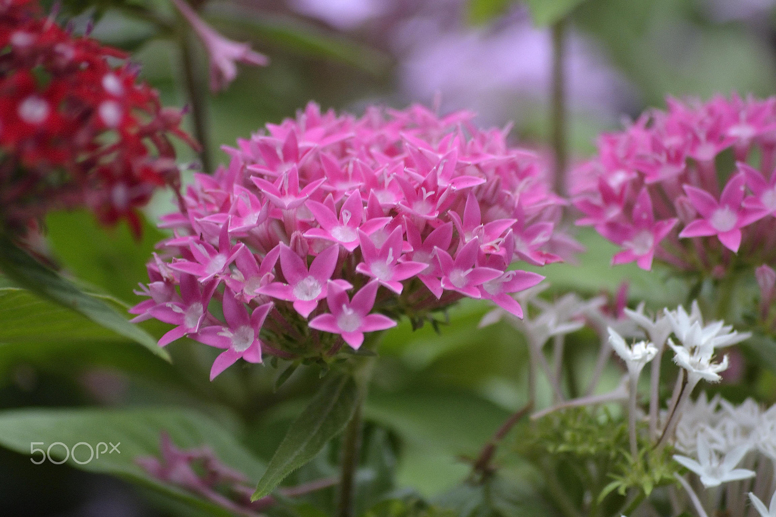 Sigma 70-300mm F4-5.6 APO DG Macro sample photo. Flowers photography