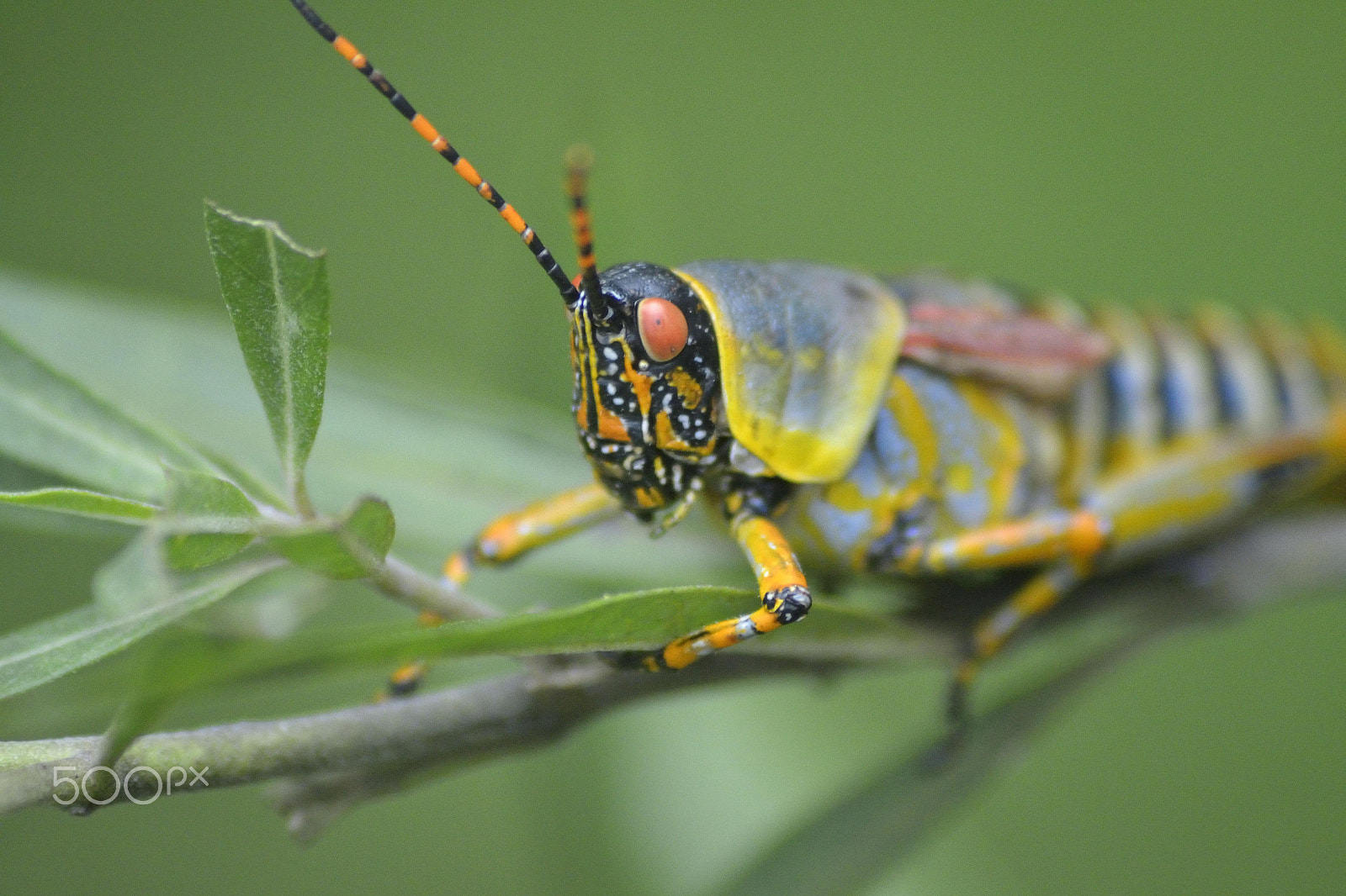 Sigma 70-300mm F4-5.6 APO DG Macro sample photo. Dsc photography