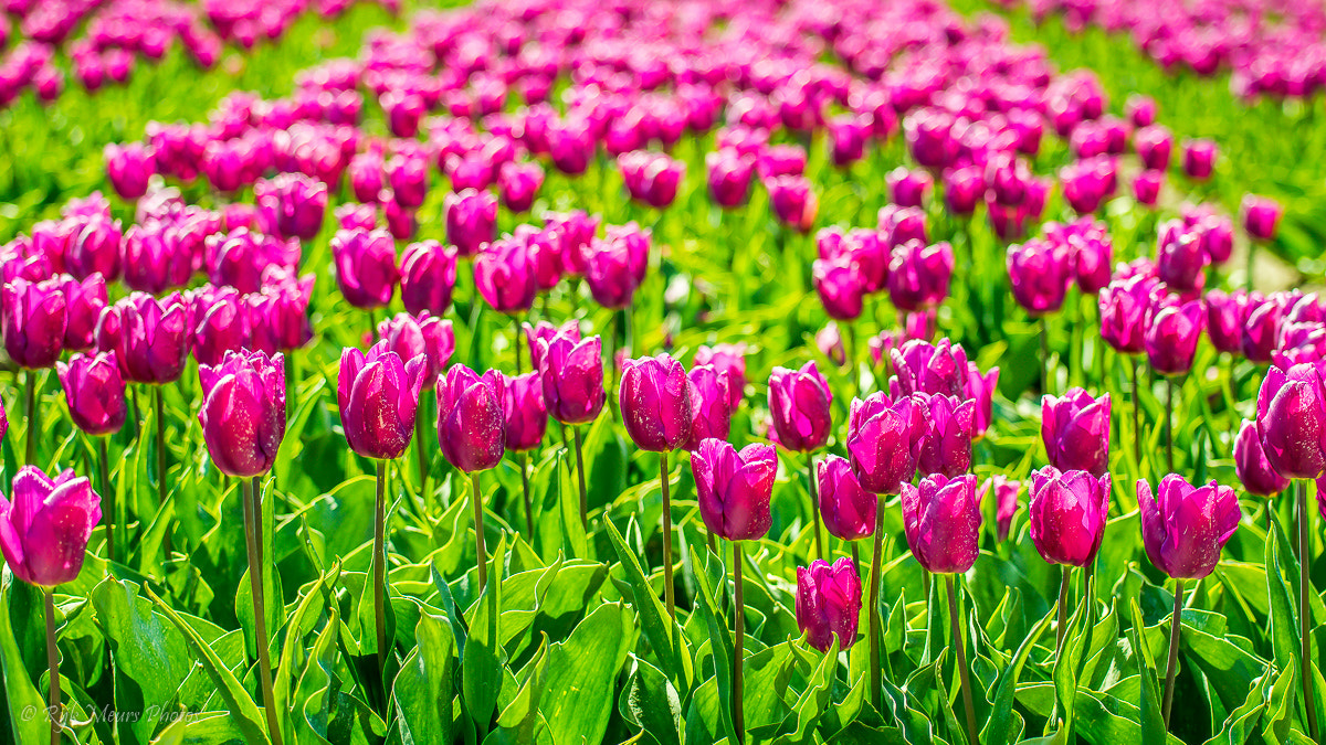 Nikon D7200 + Nikon AF-S Nikkor 70-200mm F4G ED VR sample photo. Tulip field photography