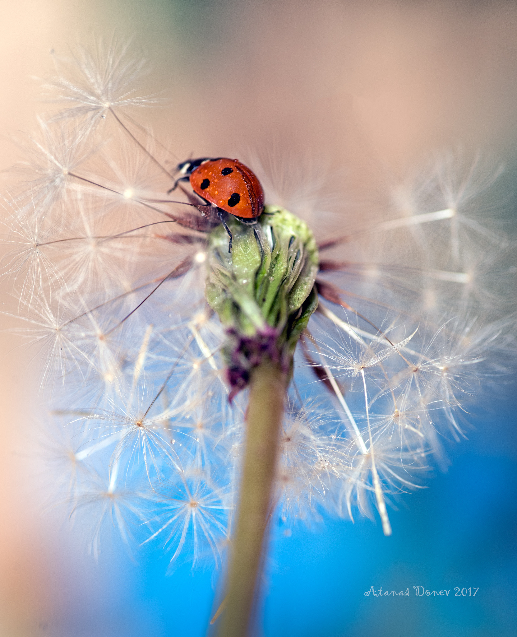 Tokina AT-X Pro 100mm F2.8 Macro sample photo. To the top photography
