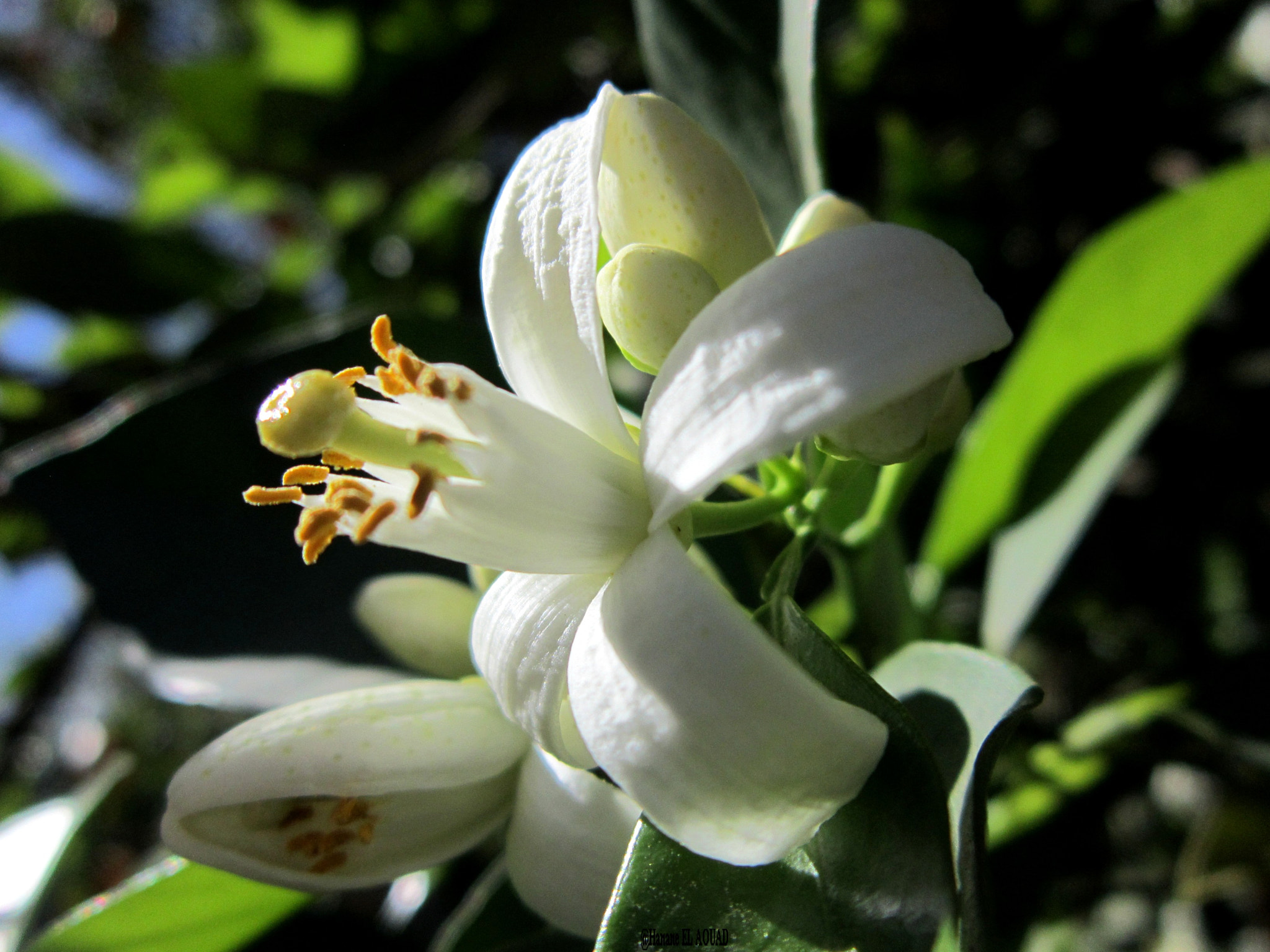 Canon PowerShot A3300 IS sample photo. White flower photography