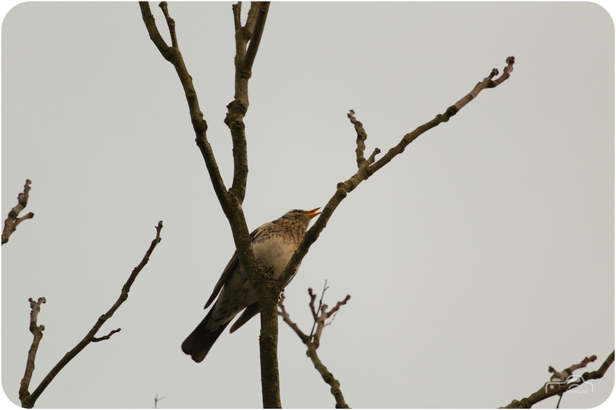 Canon EOS 1200D (EOS Rebel T5 / EOS Kiss X70 / EOS Hi) sample photo. Petit oiseau photography