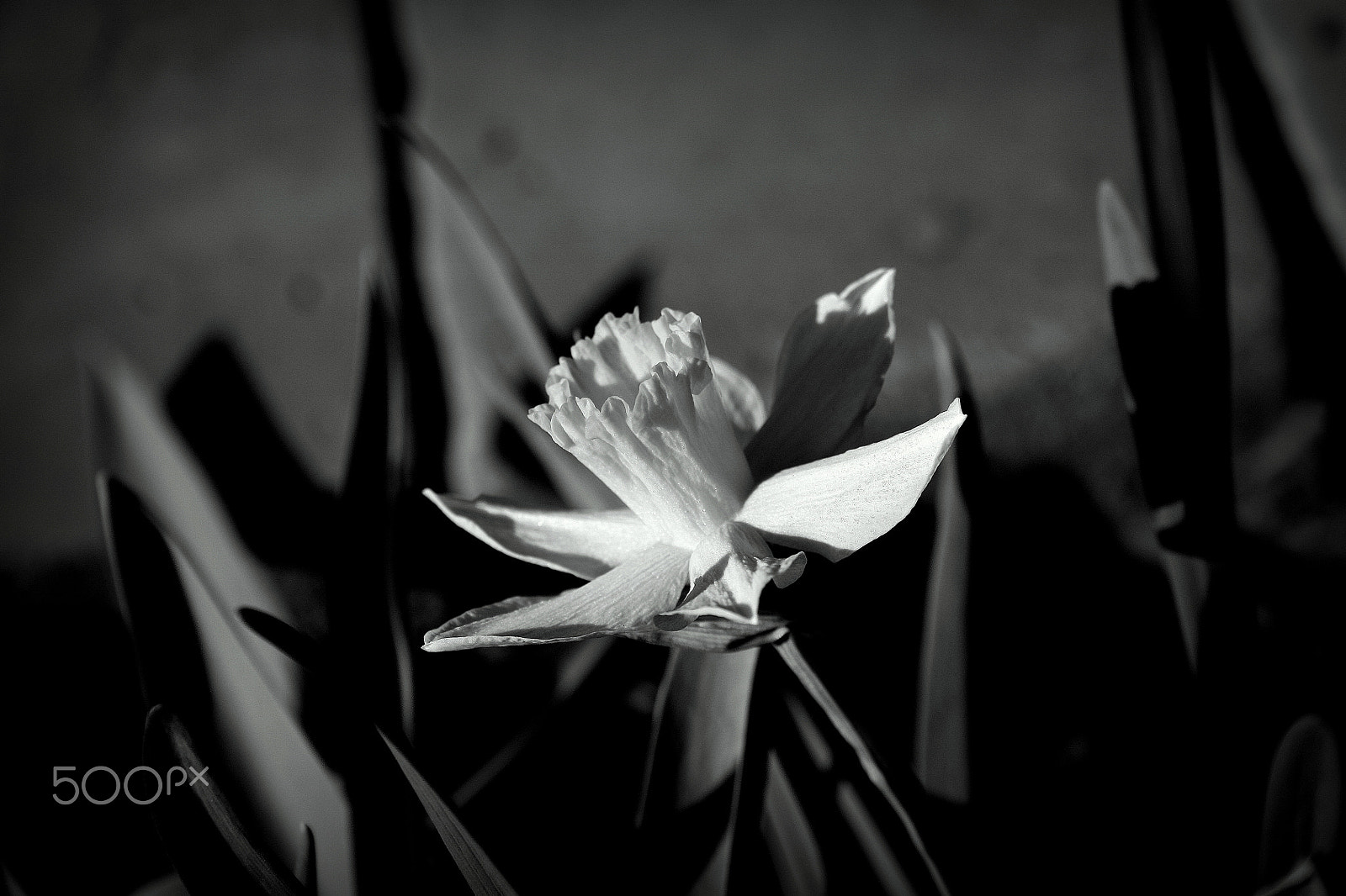 Canon EF-S 18-55mm F3.5-5.6 II sample photo. Yellow in b&w photography
