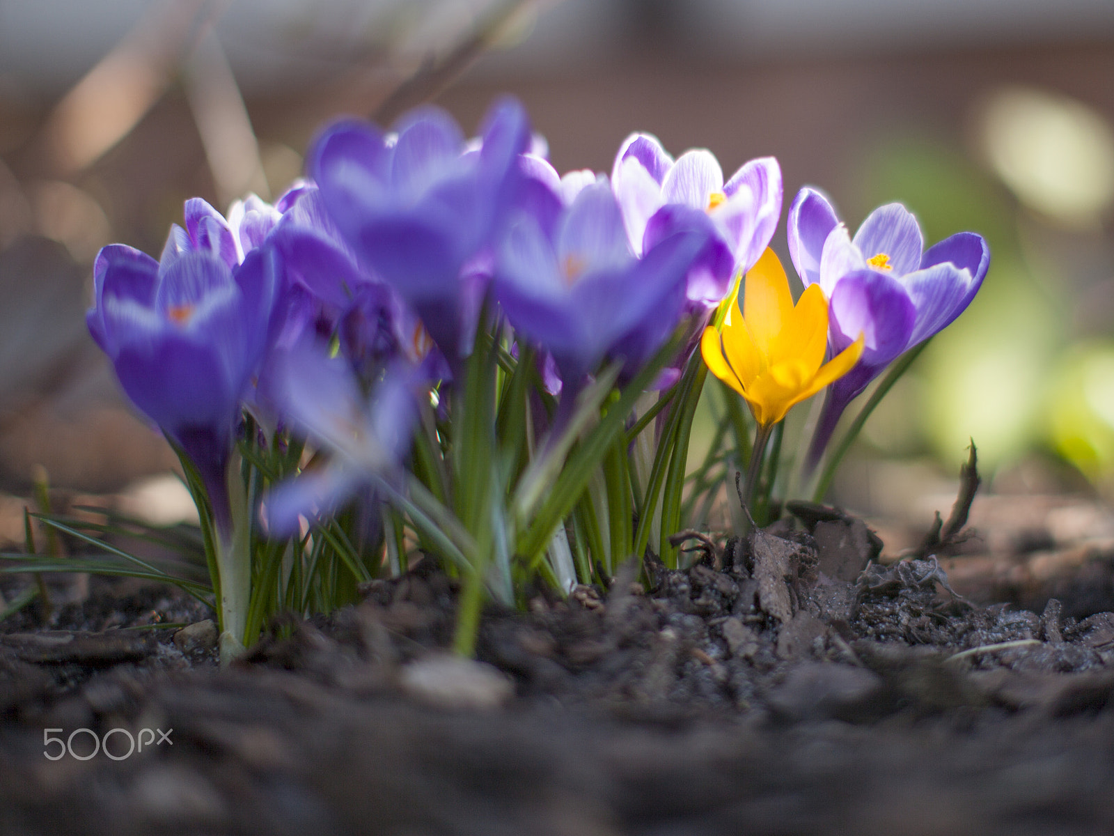 Canon EF 50mm F1.2L USM sample photo. Spring 2017 photography