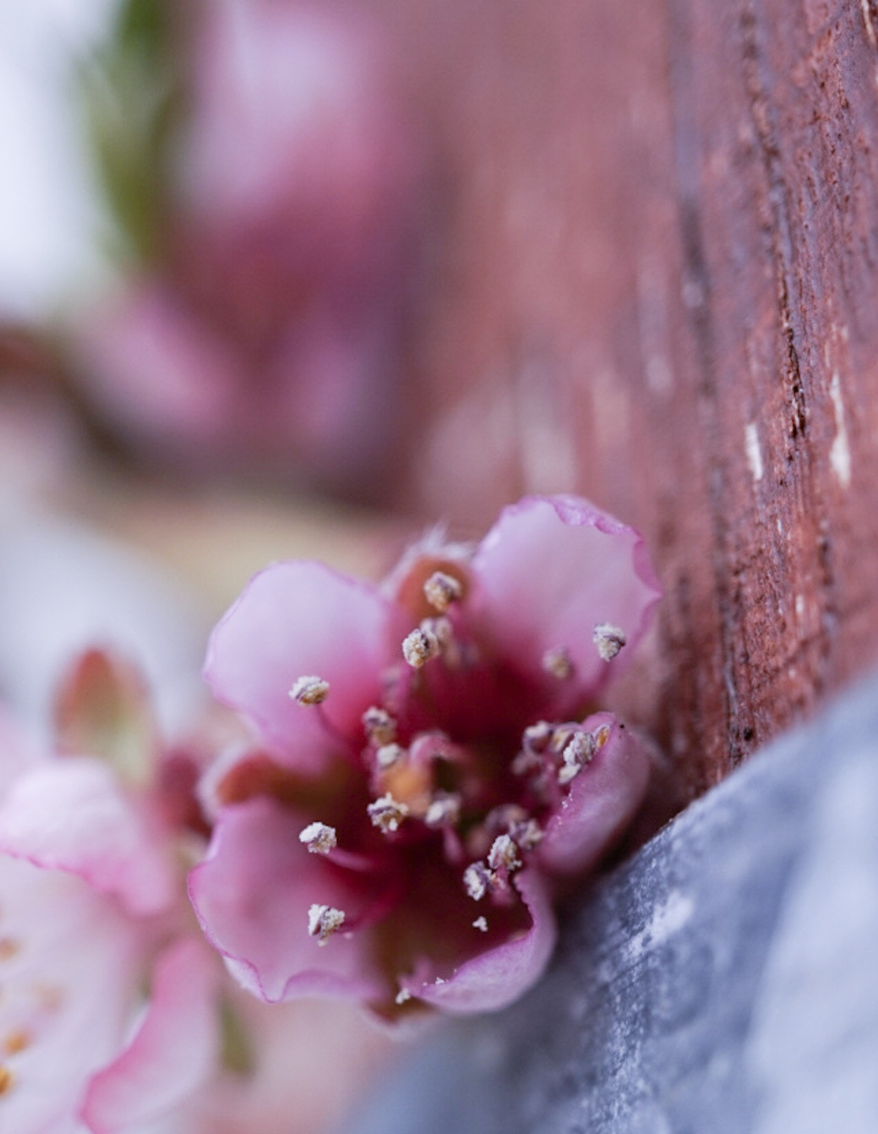 Sony Alpha QX1 + Sony E 30mm F3.5 Macro sample photo. My peach blossom again! photography