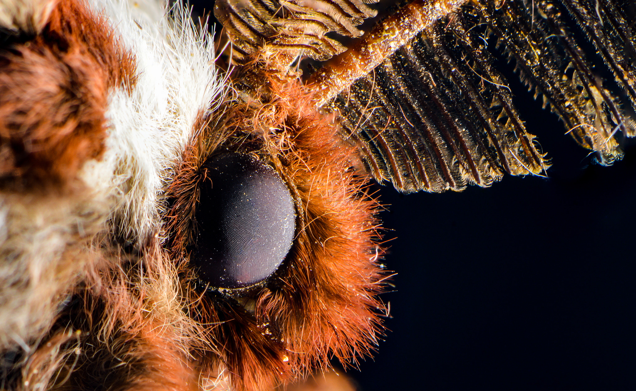 Nikon AF-S Micro-Nikkor 105mm F2.8G IF-ED VR sample photo. Ceanothus silkmoth photography