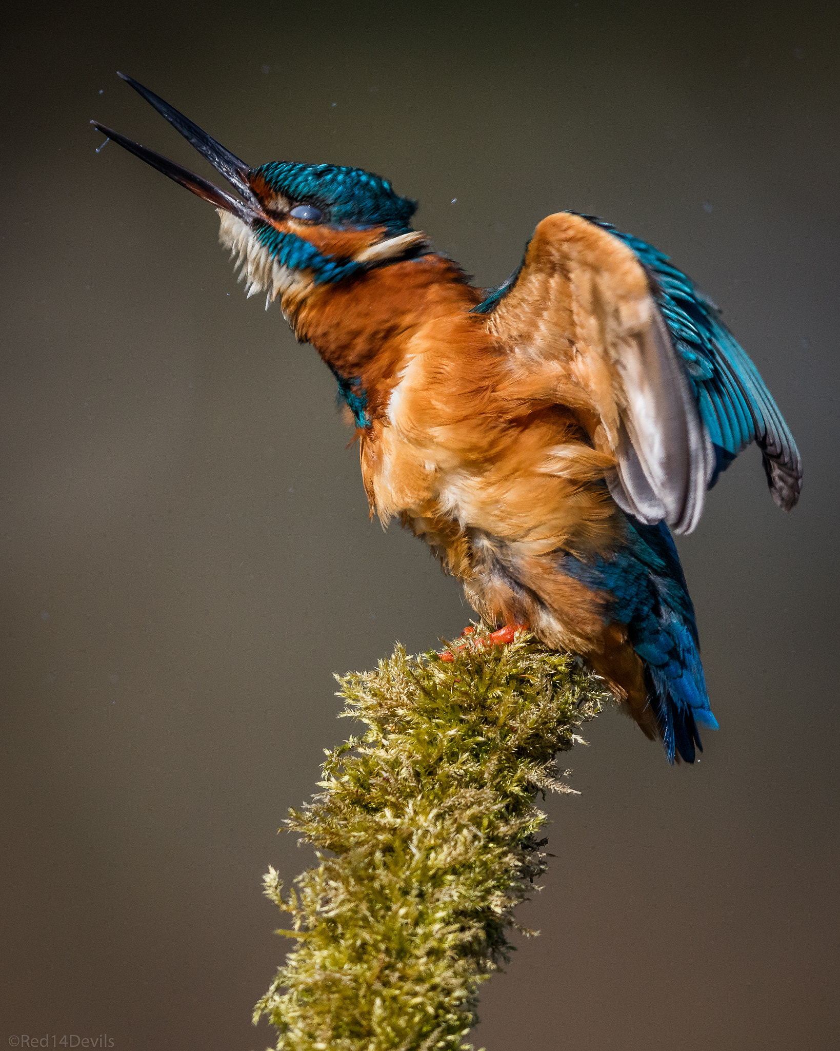 Canon EOS 5DS sample photo. Kingfisher photography