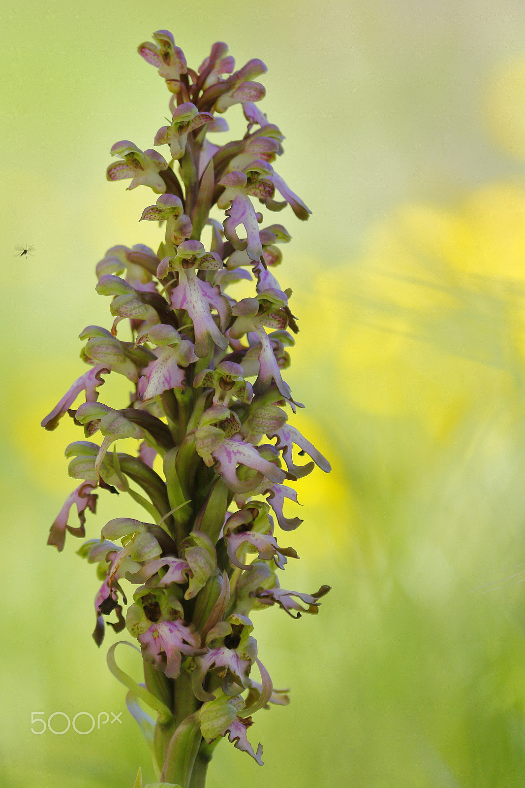 Canon EF 100-400mm F4.5-5.6L IS USM sample photo. Orchis géant photography
