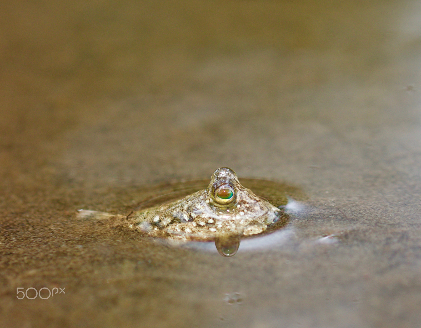 Sigma 105mm F2.8 EX DG OS HSM sample photo. Periscope photography