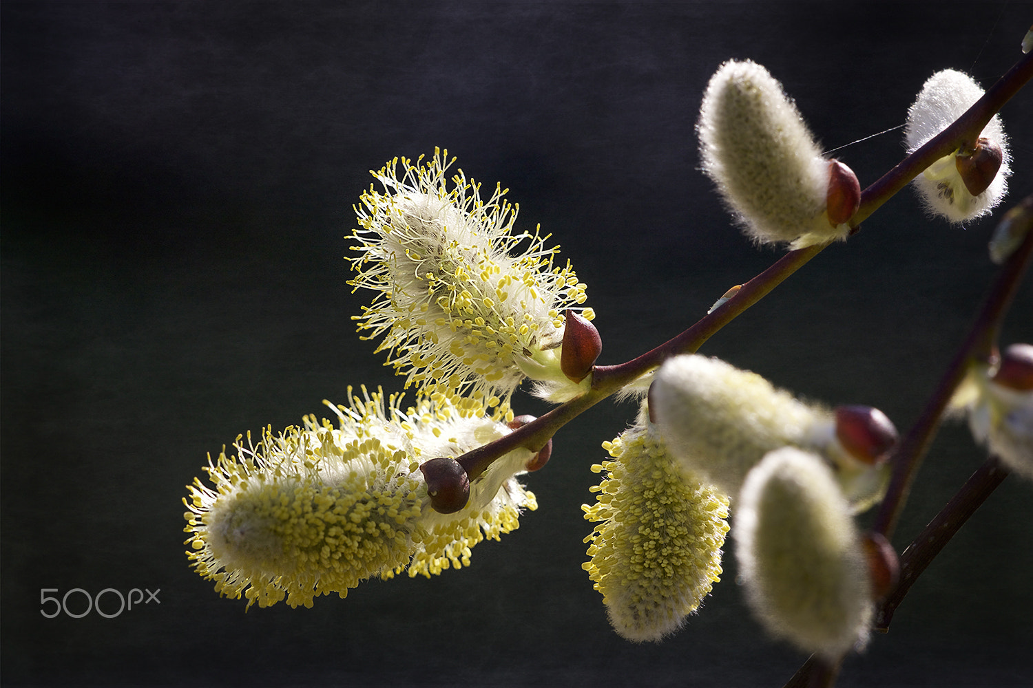 Sigma APO Macro 150mm f/2.8 EX DG HSM sample photo. I get well today photography