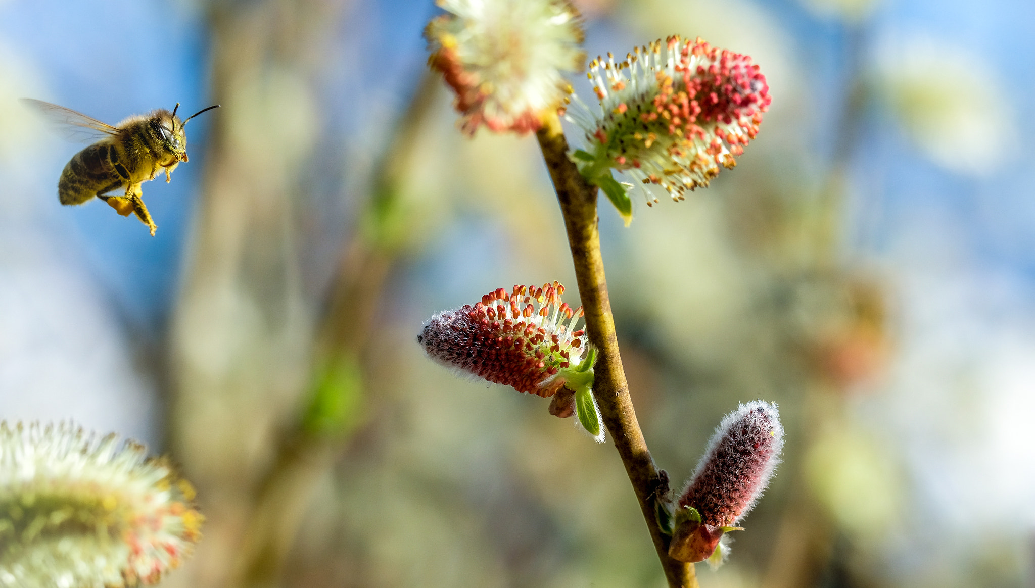 Fujifilm XF 90mm F2 R LM WR sample photo. The beez neez 2 photography