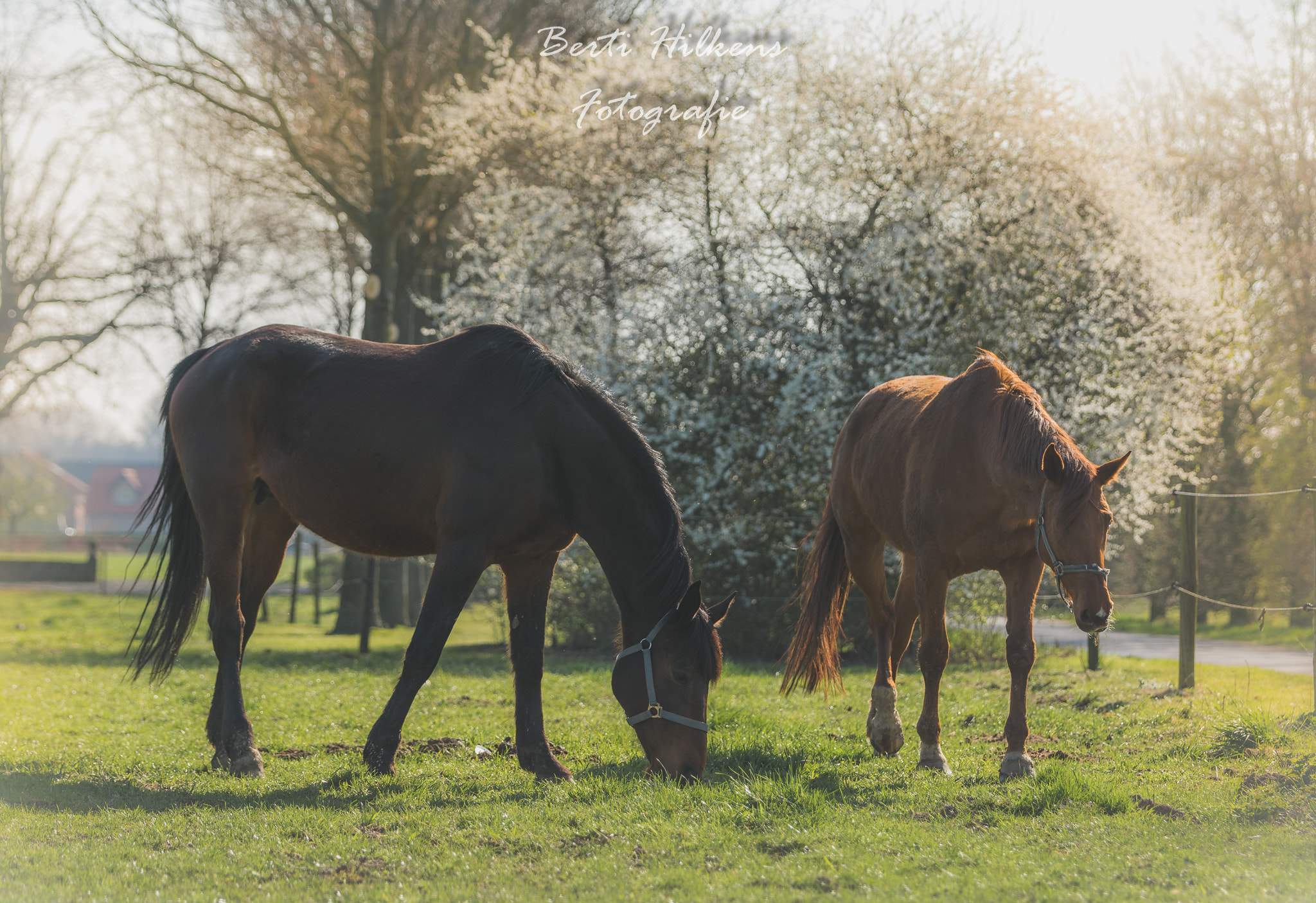 Nikon D7100 + Tamron SP 70-200mm F2.8 Di VC USD sample photo. Horses photography