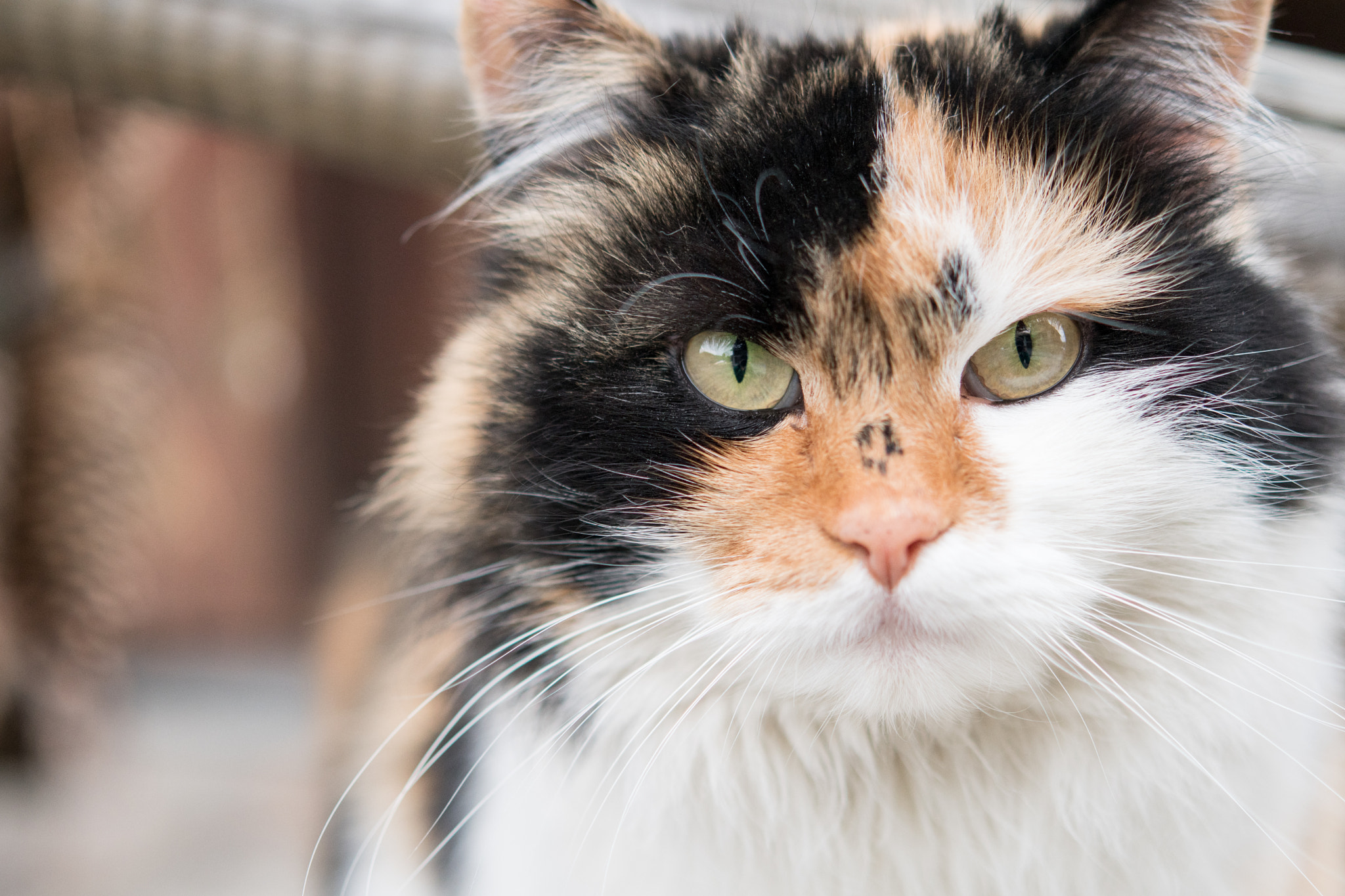 Nikon AF-S Micro-Nikkor 60mm F2.8G ED sample photo. I'm the boss photography