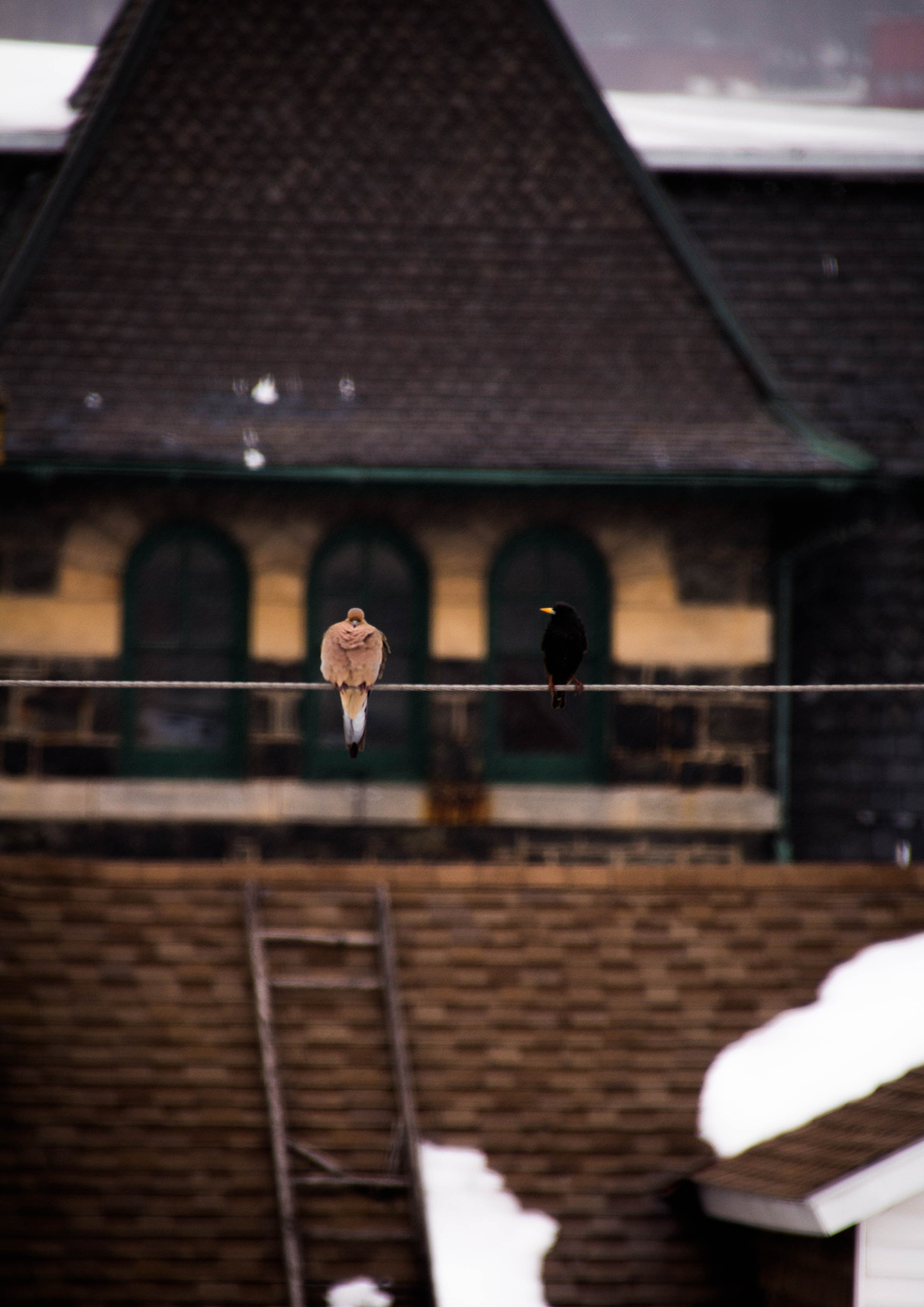 Sigma 18-250mm F3.5-6.3 DC OS HSM sample photo. Small talk photography