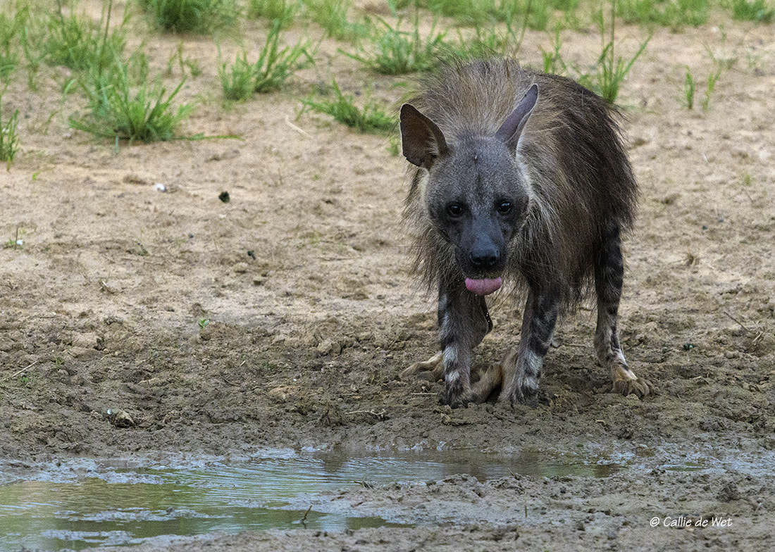 Nikon D500 + Nikon AF-S Nikkor 600mm F4G ED VR sample photo. The after taste . . . photography