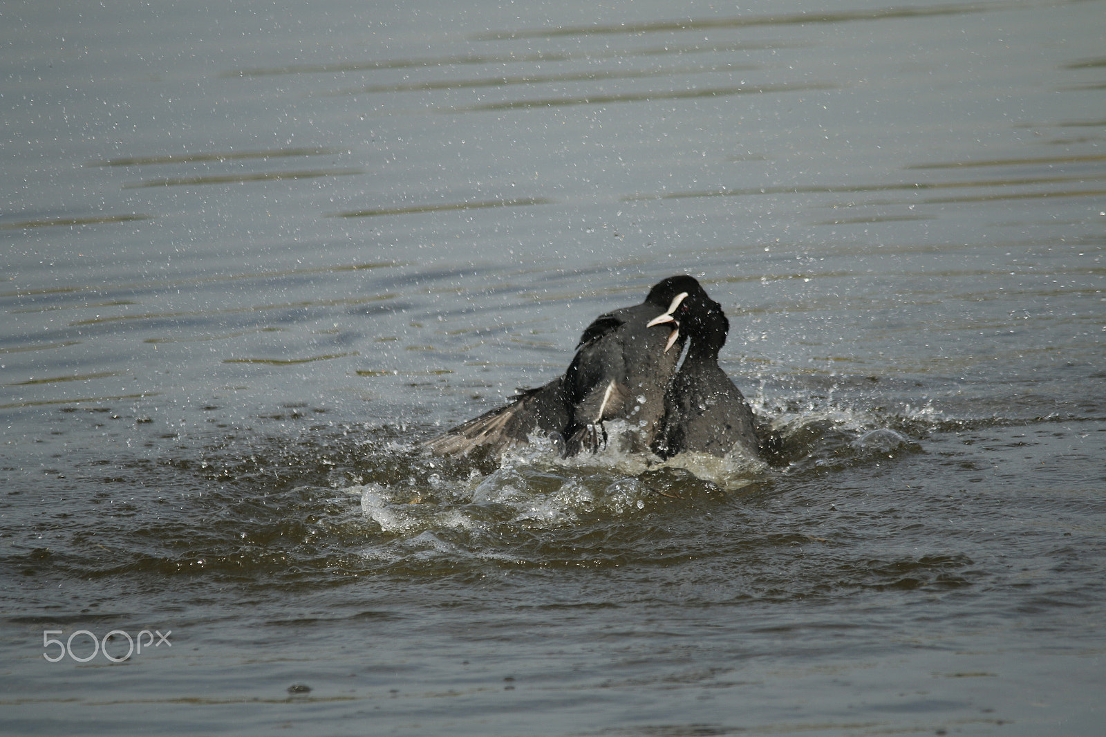 Canon EOS 70D sample photo. Fighting/courting moorhen, splashing water photography