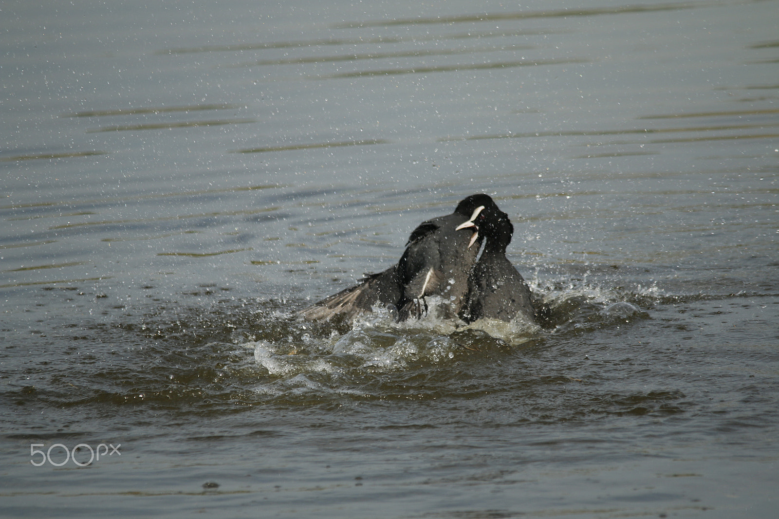 Sigma 150-500mm F5-6.3 DG OS HSM sample photo. Fighting/courting moorhen, splashing water photography