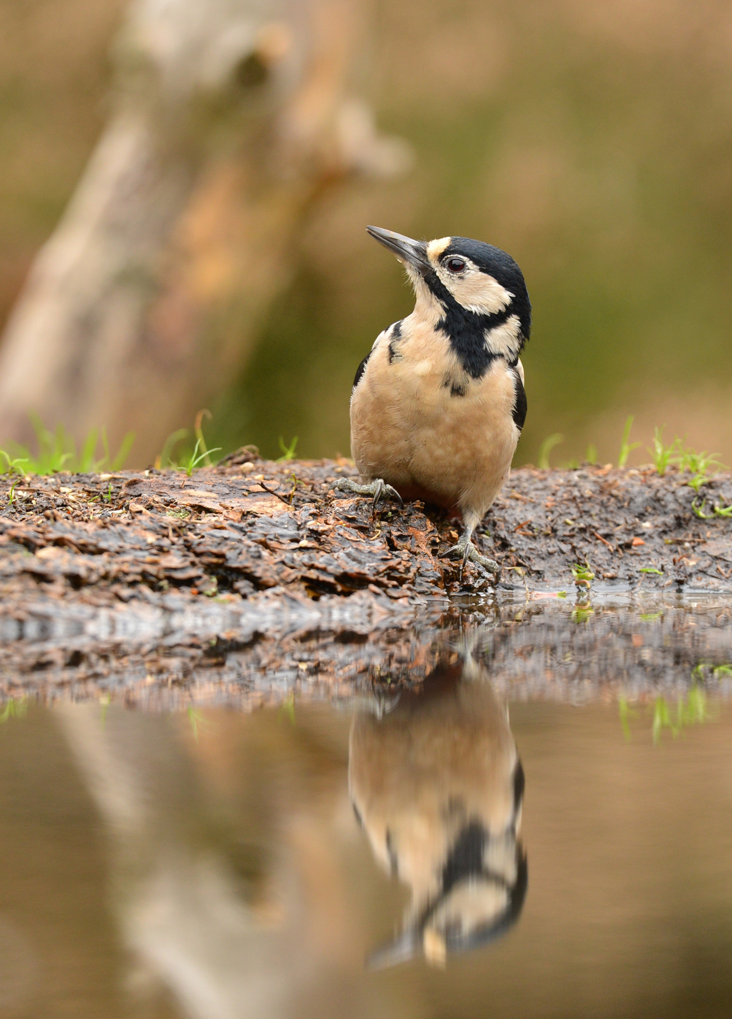 Nikon D600 + Nikon AF-S Nikkor 500mm F4G ED VR sample photo. Grote bonte specht photography