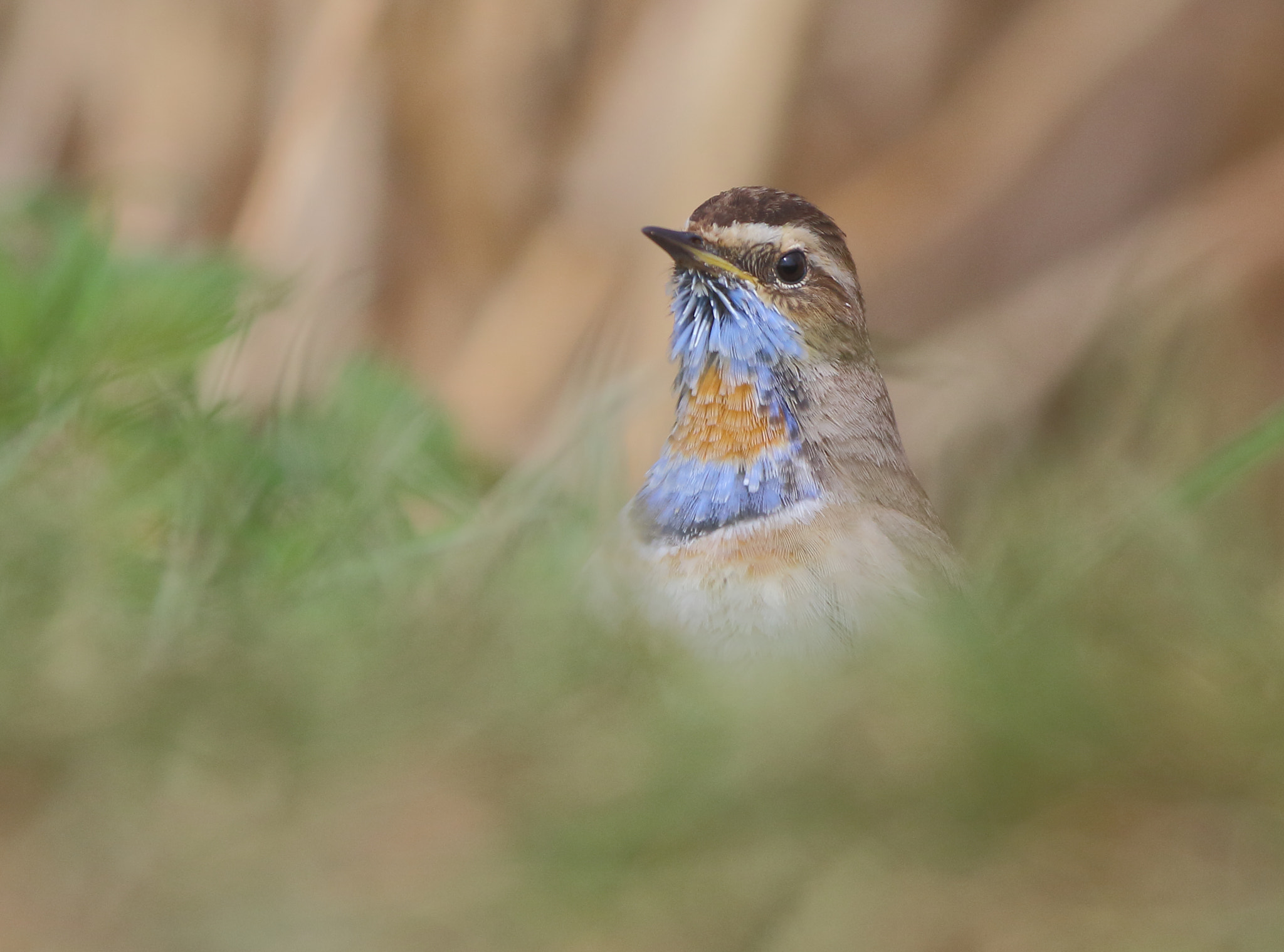 Canon EF 300mm F2.8L IS USM sample photo. Bluethroat photography