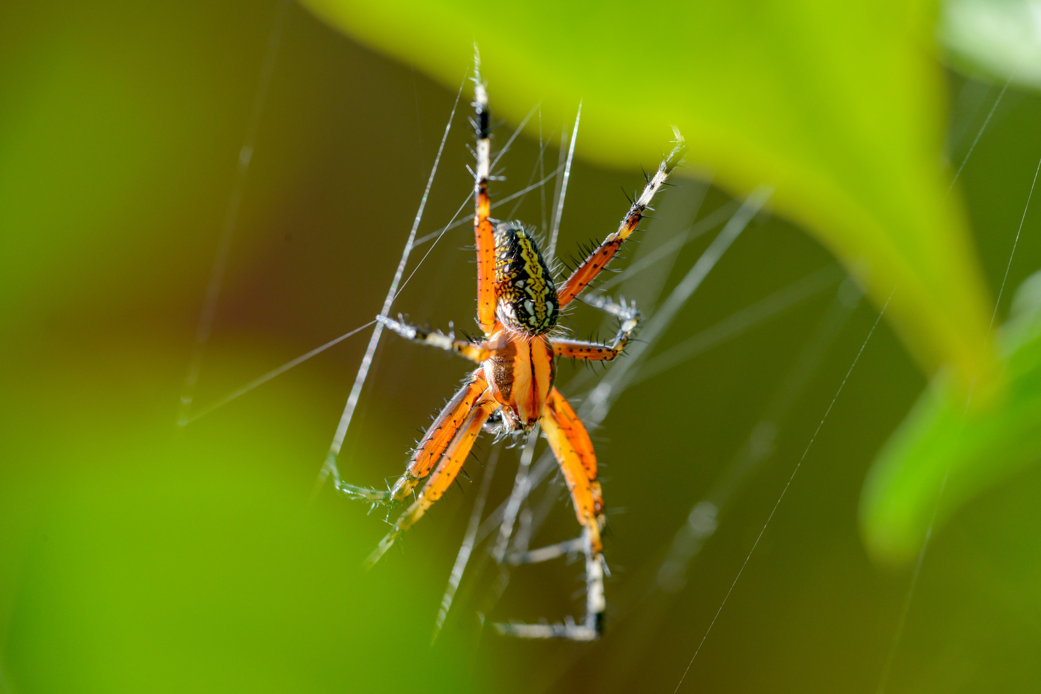 Nikon AF Micro-Nikkor 200mm F4D ED-IF sample photo