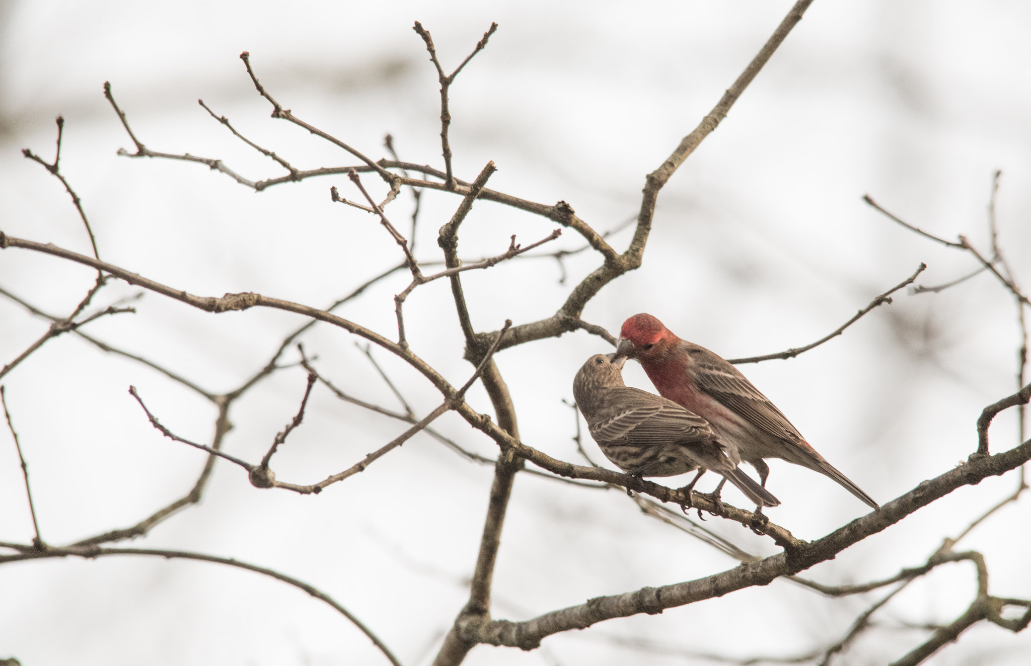 Nikon D750 + Sigma 150-500mm F5-6.3 DG OS HSM sample photo. House finch love photography