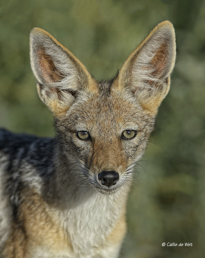 Nikon D4 + Nikon AF-S Nikkor 600mm F4G ED VR sample photo. Portrait of a handsome thief photography