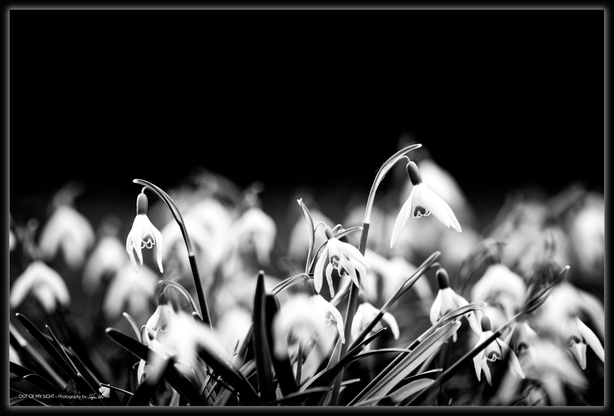 Canon EOS 600D (Rebel EOS T3i / EOS Kiss X5) + EF75-300mm f/4-5.6 sample photo. - snowdrop - photography