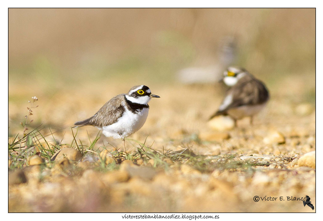 Canon EOS 7D + Canon EF 400mm F5.6L USM sample photo. To it level photography