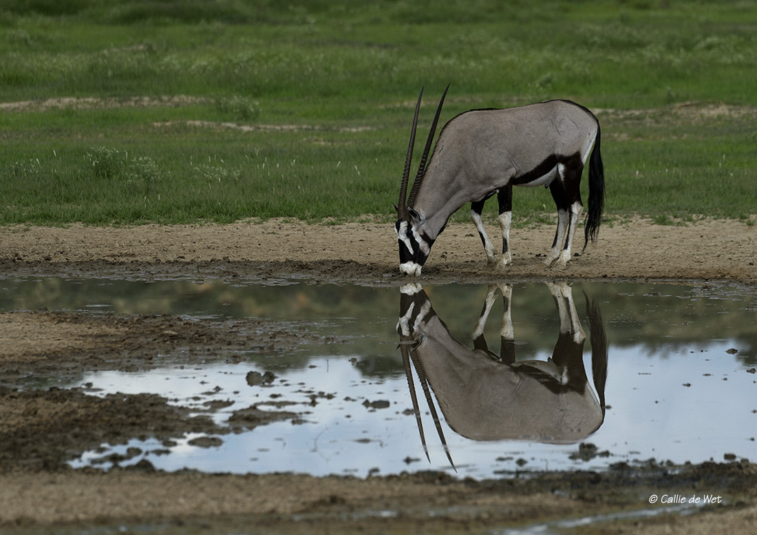 Nikon D4 sample photo. Refection photography