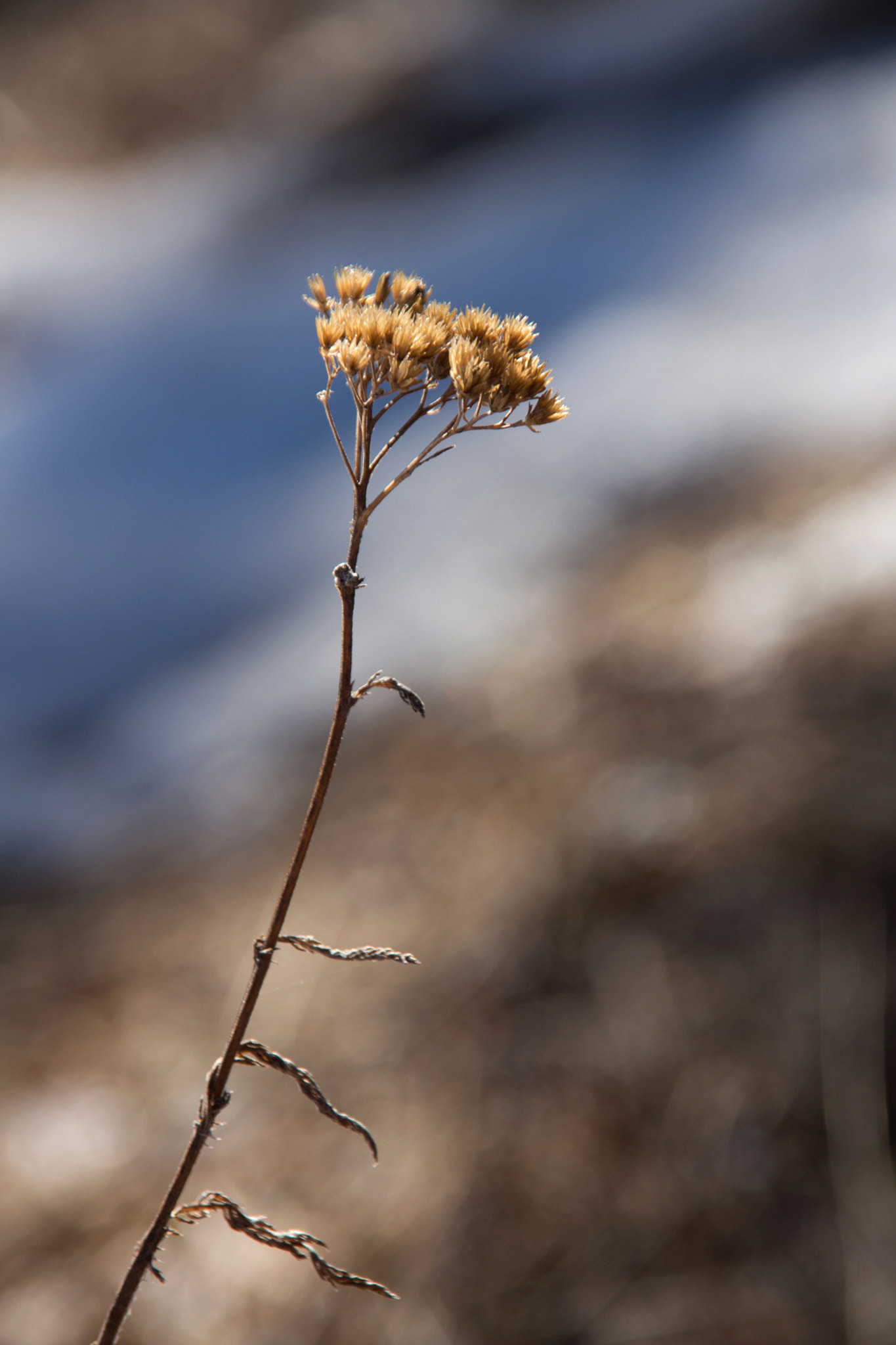 Sigma 18-200mm f/3.5-6.3 DC OS sample photo. Gracile (slender) photography