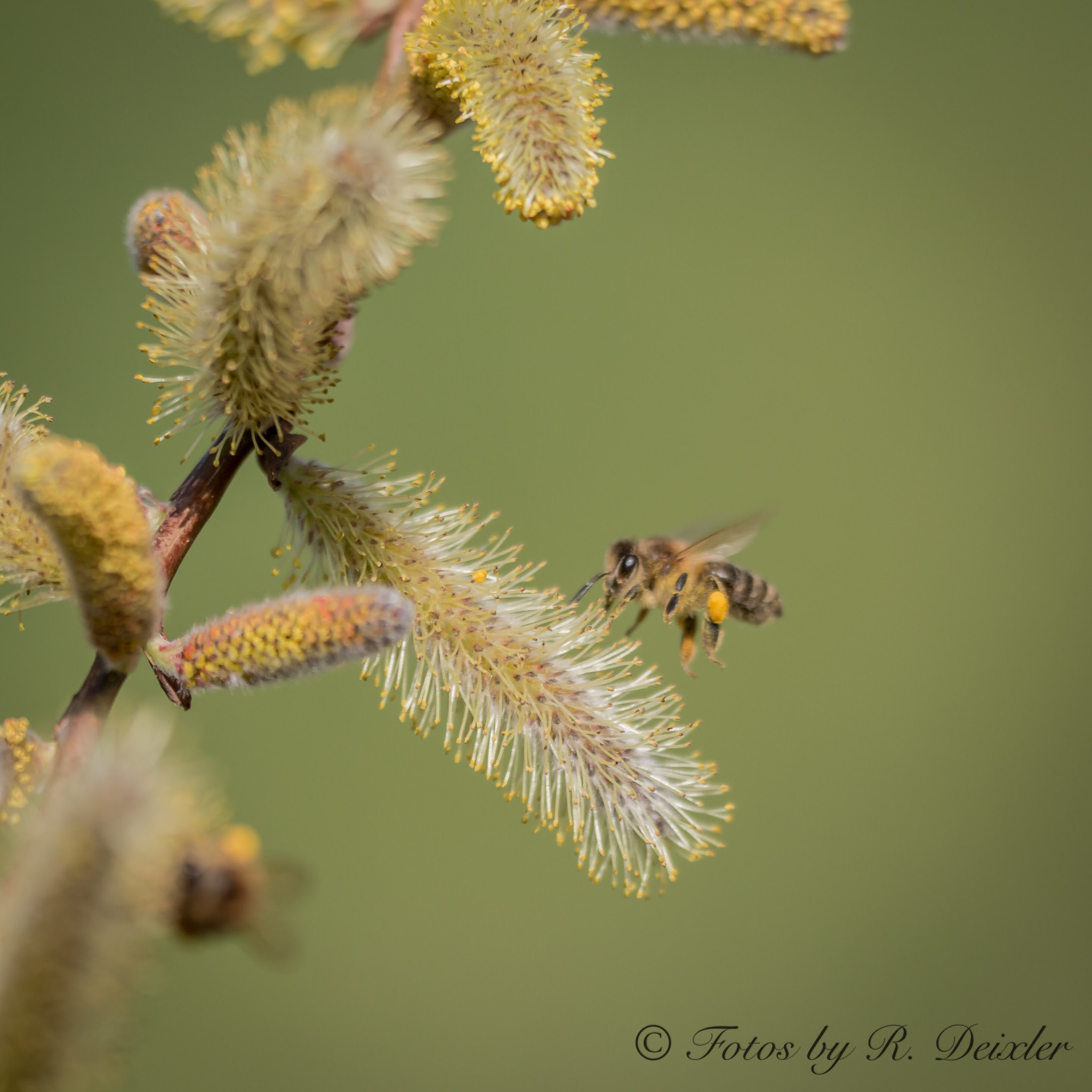 Sigma 150mm f/2.8 EX DG OS HSM APO Macro sample photo. Honigbiene 16 photography