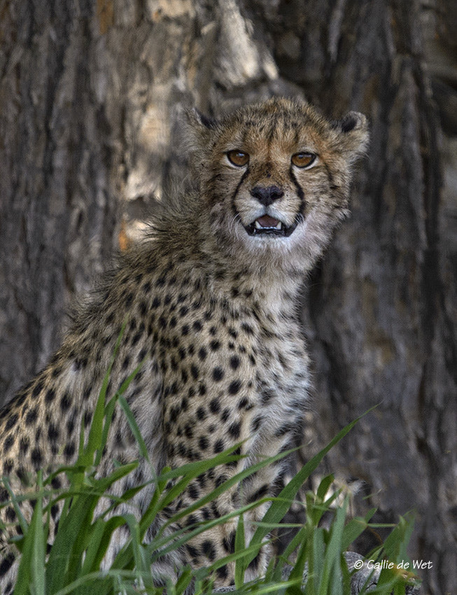 Nikon D4 sample photo. Sitting in the shade photography