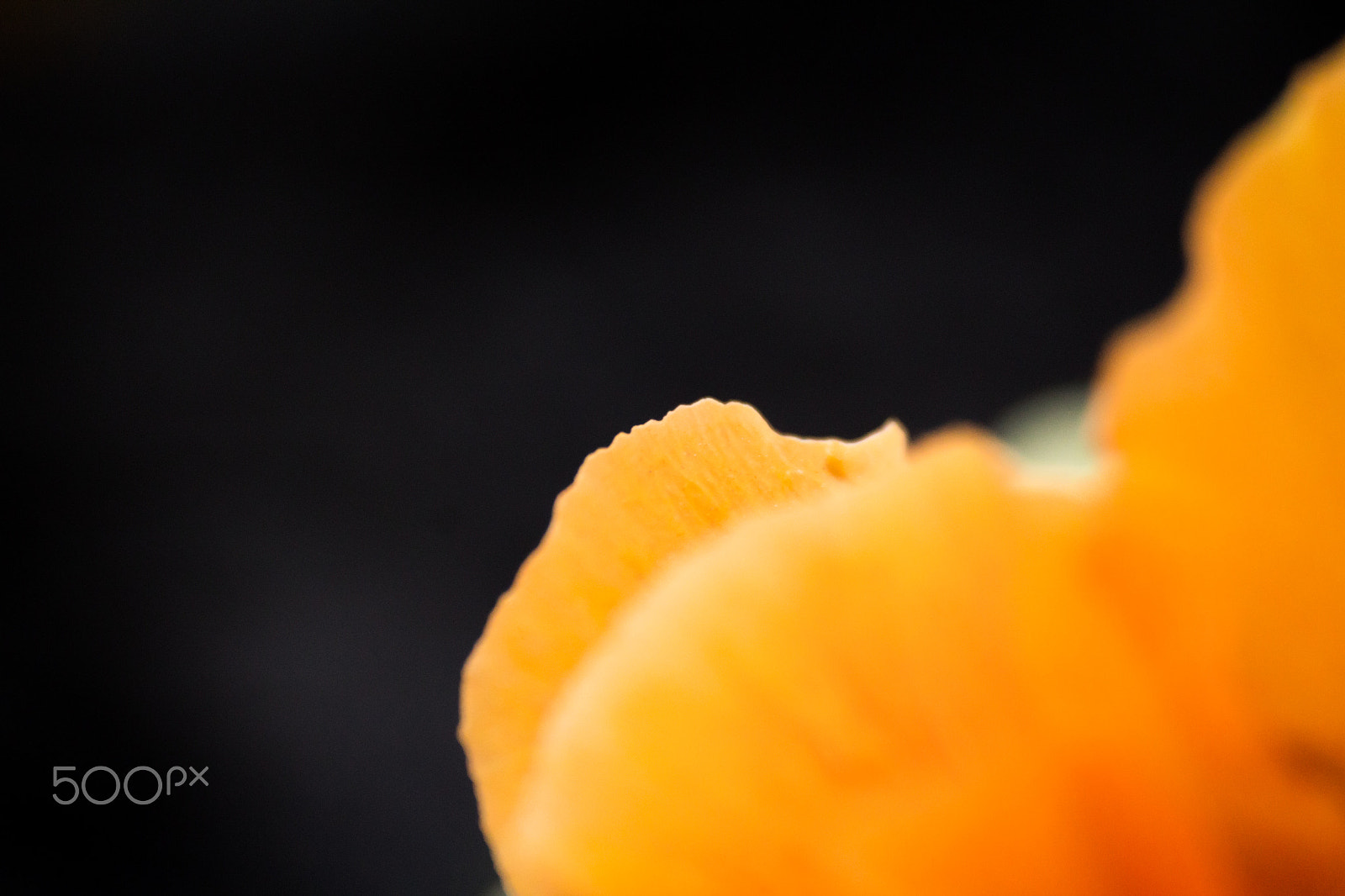 Sigma 70-300mm F4-5.6 APO DG Macro sample photo. Blossoms photography