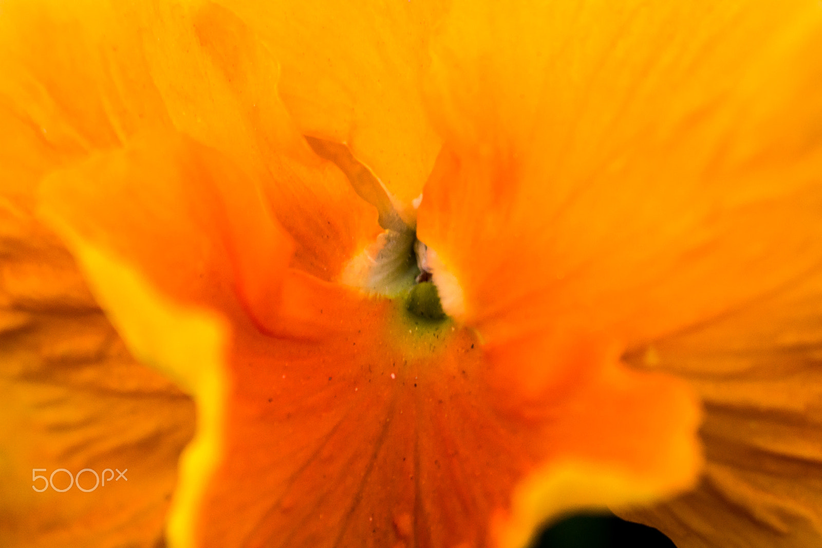 Sigma 70-300mm F4-5.6 APO DG Macro sample photo. Blossoms photography