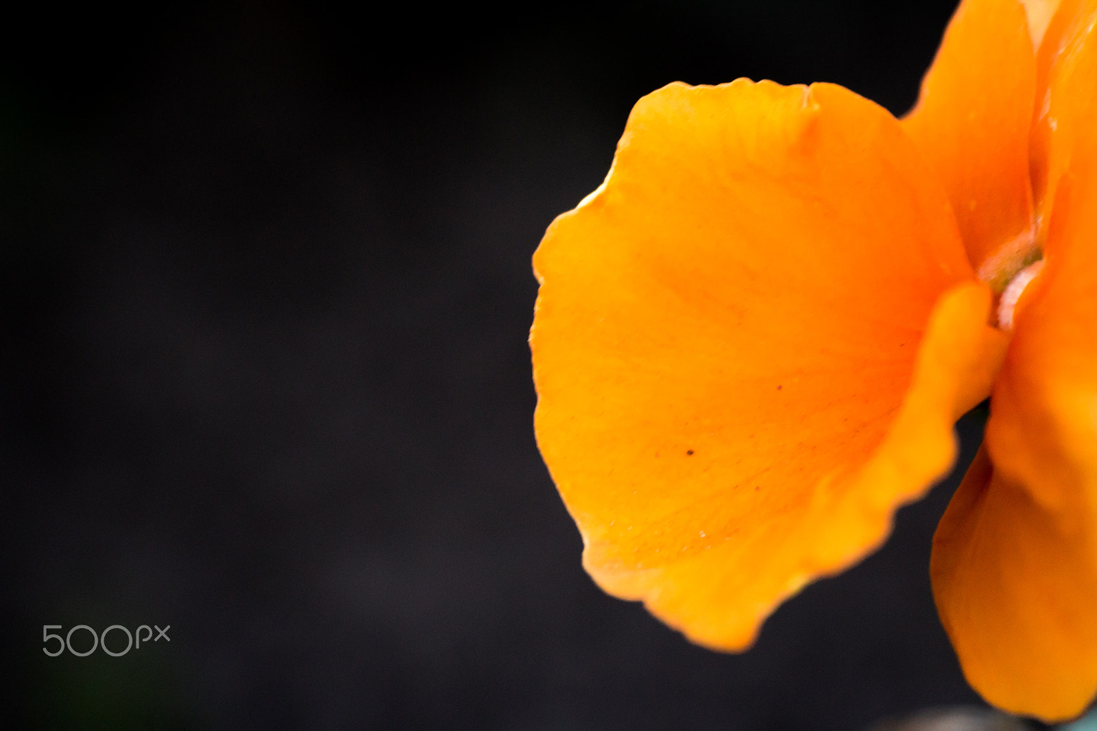 Sigma 70-300mm F4-5.6 APO DG Macro sample photo. Blossoms photography