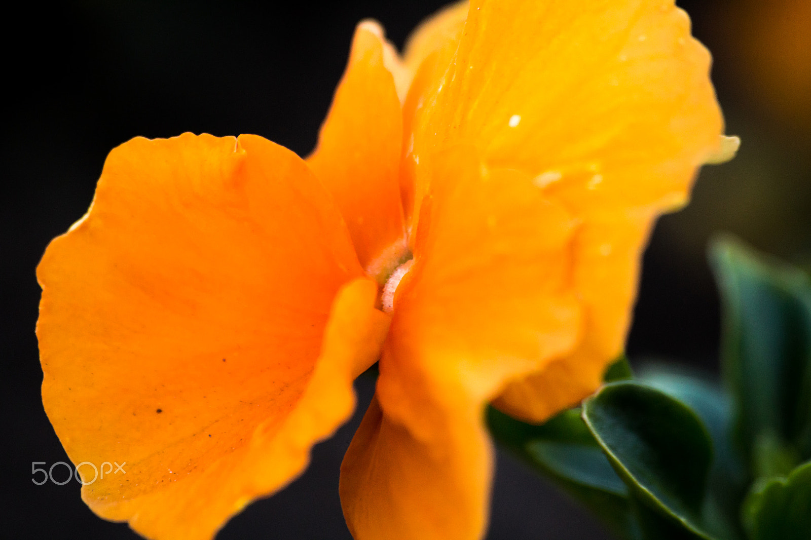 Sigma 70-300mm F4-5.6 APO DG Macro sample photo. Blossoms photography