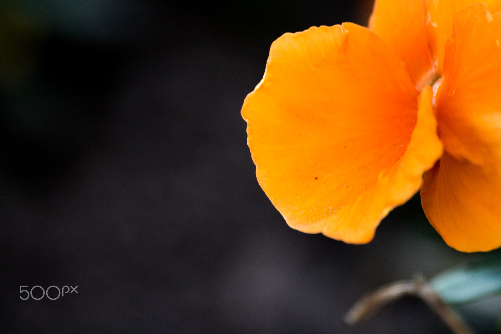 Sigma 70-300mm F4-5.6 APO DG Macro sample photo. Blossoms photography