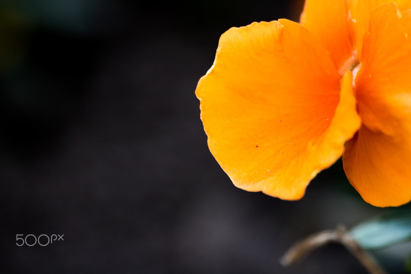Sigma 70-300mm F4-5.6 APO DG Macro sample photo. Blossoms photography