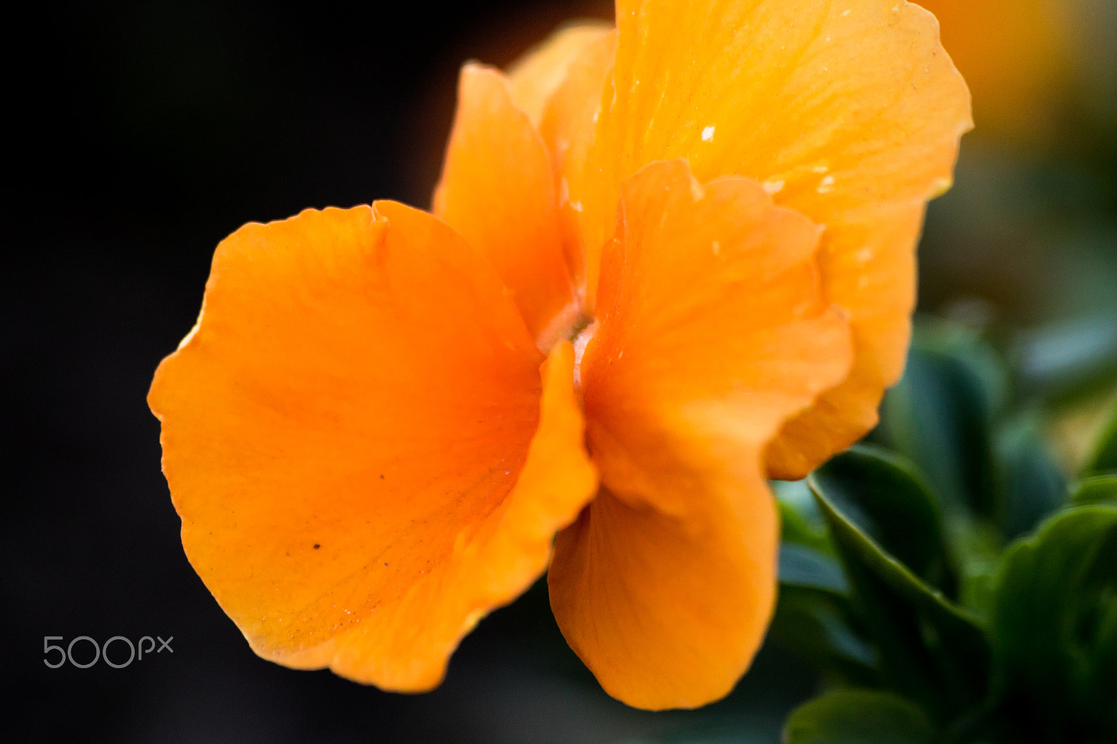 Sigma 70-300mm F4-5.6 APO DG Macro sample photo. Blossoms photography