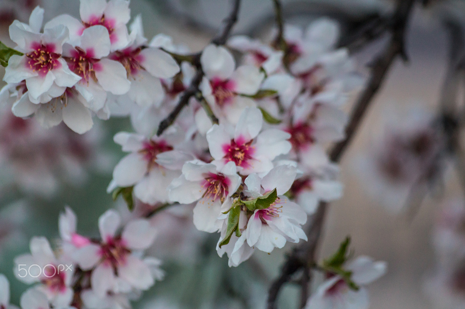 Sigma 70-300mm F4-5.6 APO DG Macro sample photo. Blossoms photography
