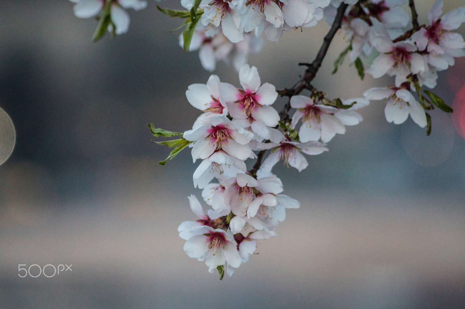 Sigma 70-300mm F4-5.6 APO DG Macro sample photo. Blossoms photography