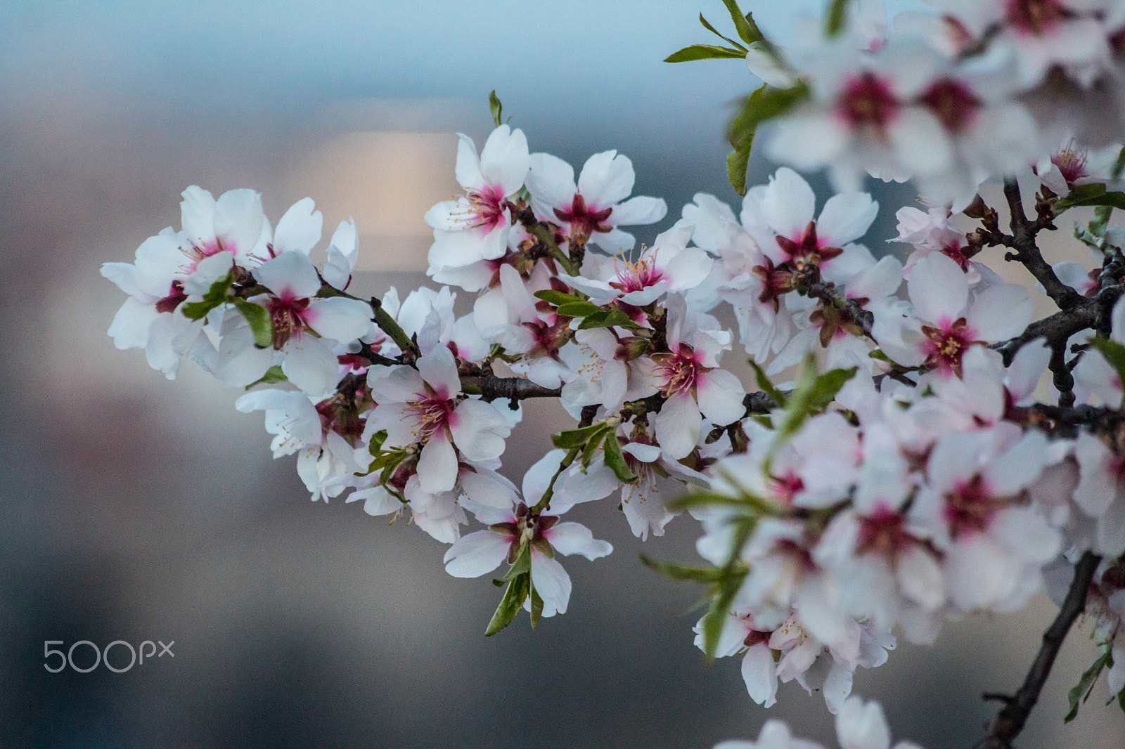 Sigma 70-300mm F4-5.6 APO DG Macro sample photo. Blossoms photography