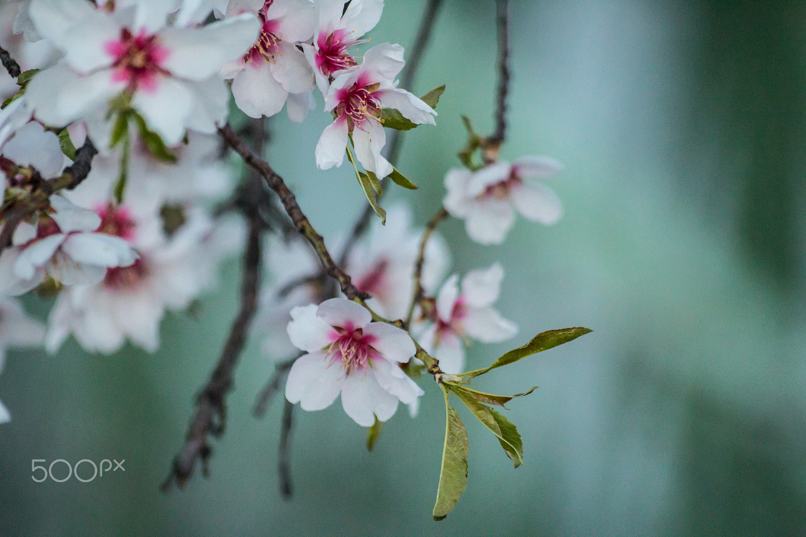 Sigma 70-300mm F4-5.6 APO DG Macro sample photo. Blossoms photography